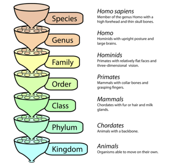 linnaean_system.png
